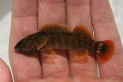 Caney Fork Darter photo 1