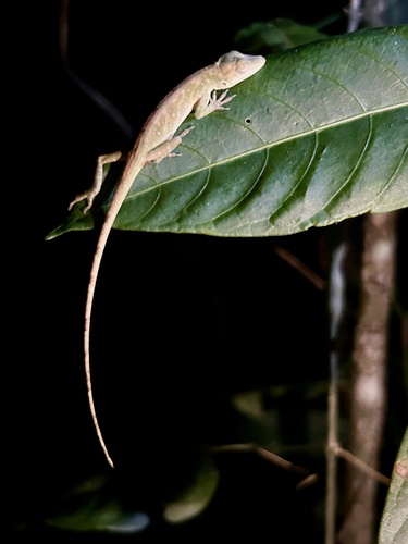 Anolis paravertebralis