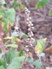 Ambrosia cordifolia