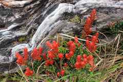 Vaccinium stapfianum