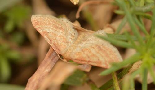 Idaea fractilineata