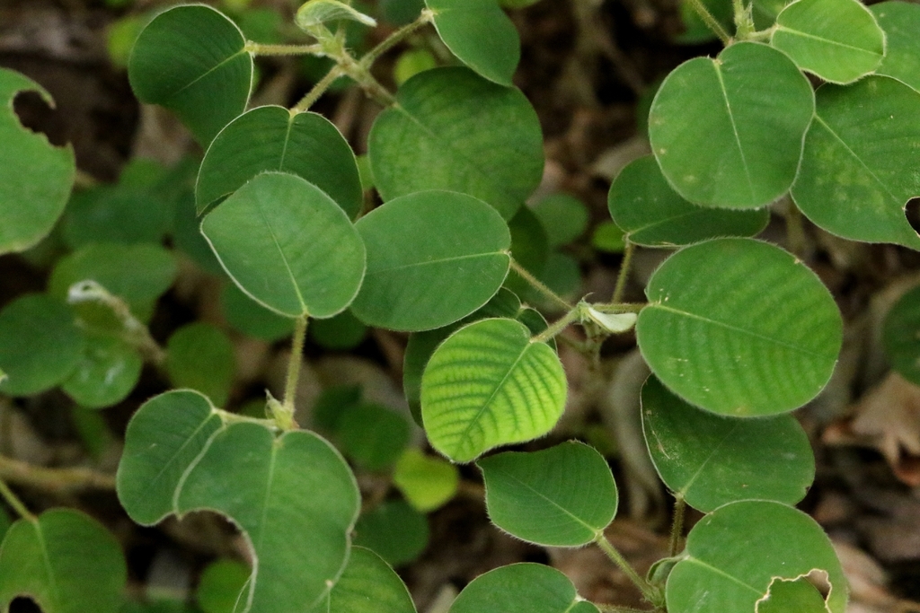 Desmodium styracifolium
