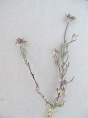 Jasione