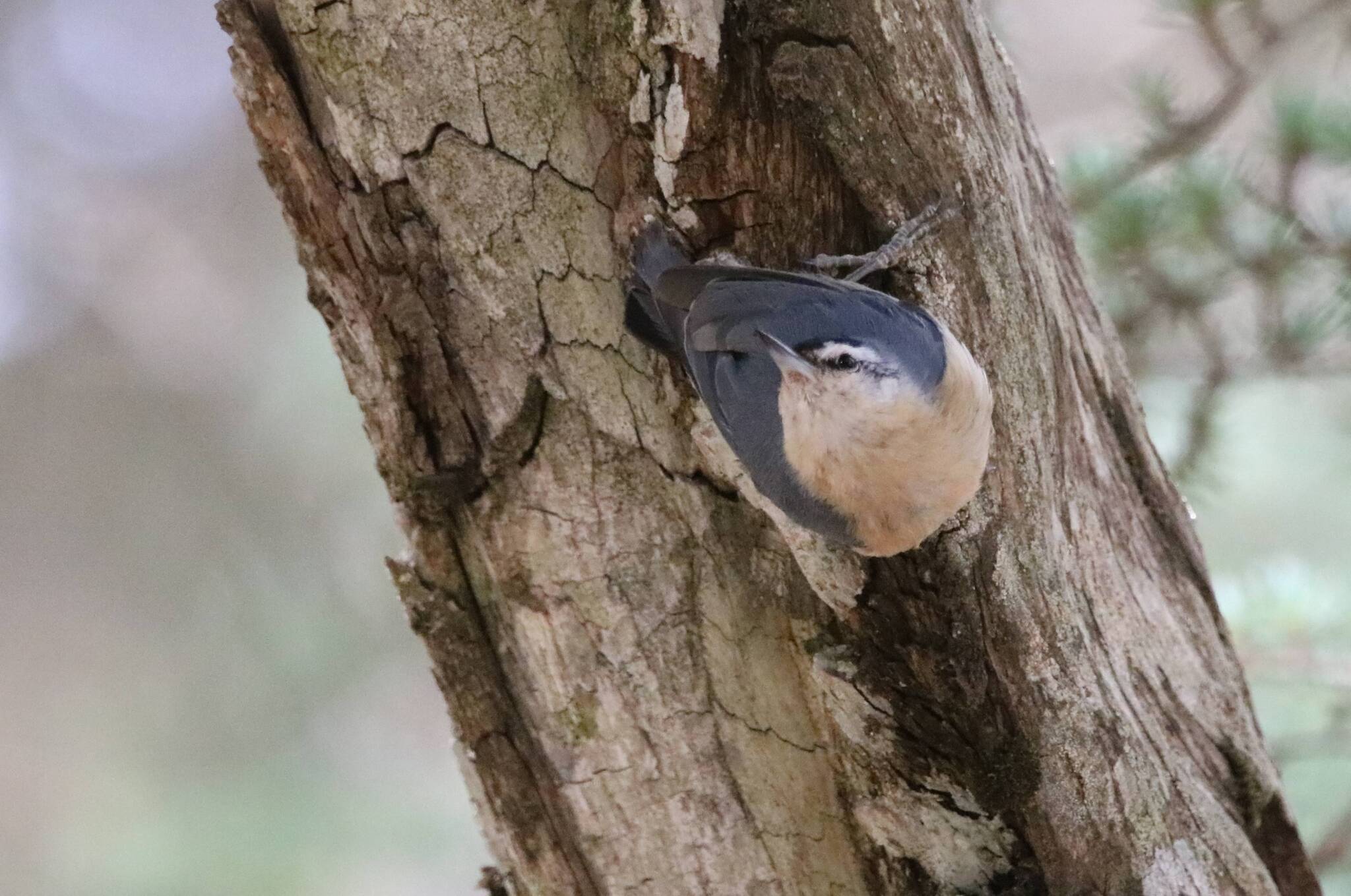 Algerian Nuthatch illustration