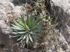 Agave filifera