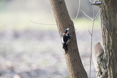Dendrocopos syriacus