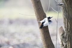 Dendrocopos syriacus