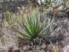 Agave filifera