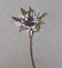 Jasione