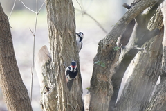 Dendrocopos syriacus
