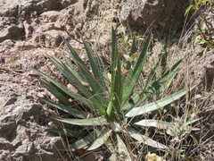 Agave filifera