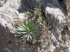 Agave filifera