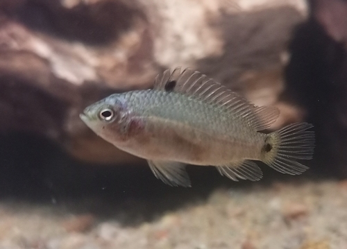 Badis (Badis badis) — Badidae — 4