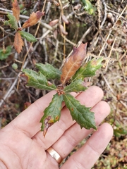 Quercus durata durata