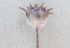 Jasione