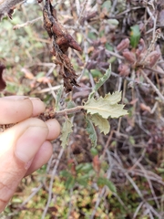 Quercus durata durata