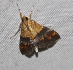 Tetracona amathealis