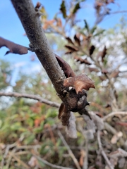 Quercus durata durata