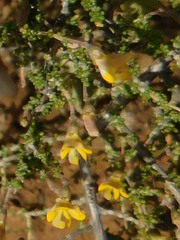 Aspalathus divaricata divaricata