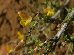 Aspalathus divaricata divaricata