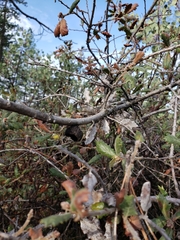 Quercus durata durata