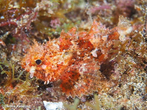 Black Scorpionfish, photo 2 of 10