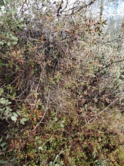 Quercus durata durata