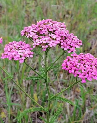 Achillea asiatica (Achillea asiatica)