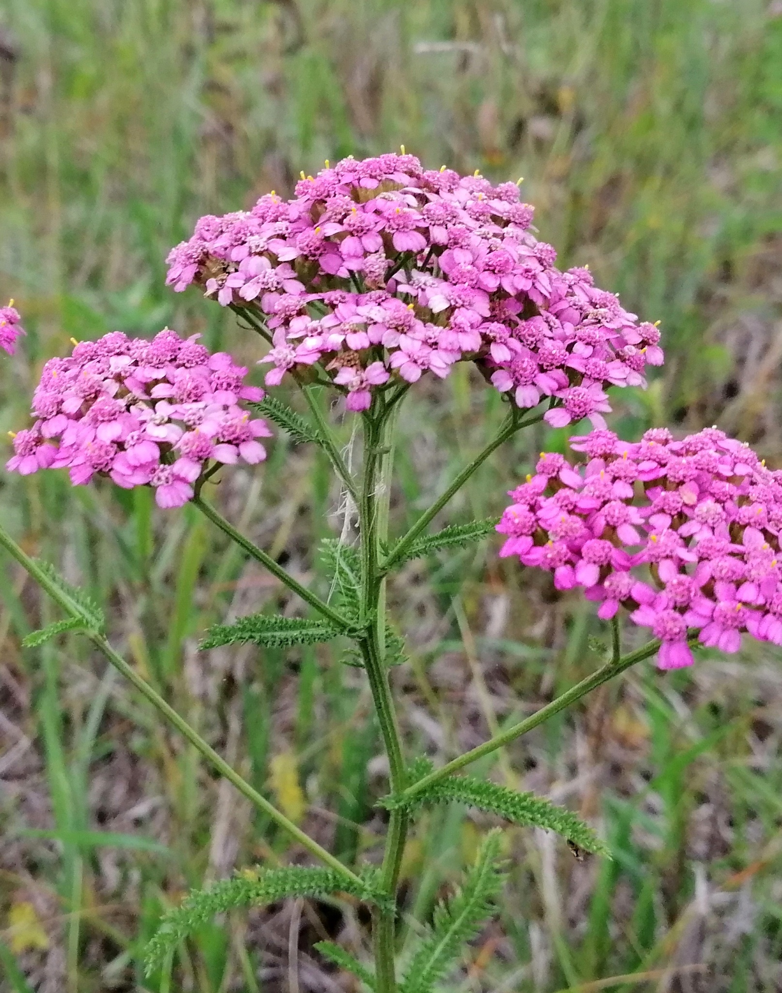 Achillea Asiatica (Achillea asiatica)