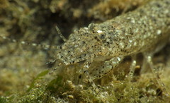 Crangonidae