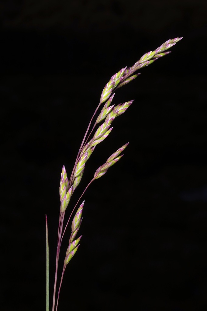snow grass