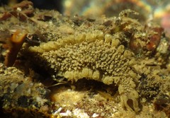 Flabelliderma ockeri