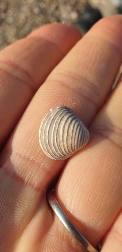 Corbicula fluminea