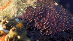 Aplysilla polyraphis