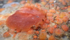 Eurylepta aurantiaca