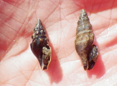 Pseudomelatoma torosa