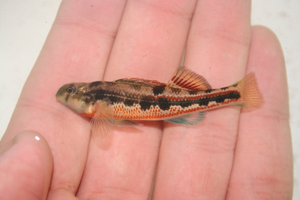 Splendid Darter