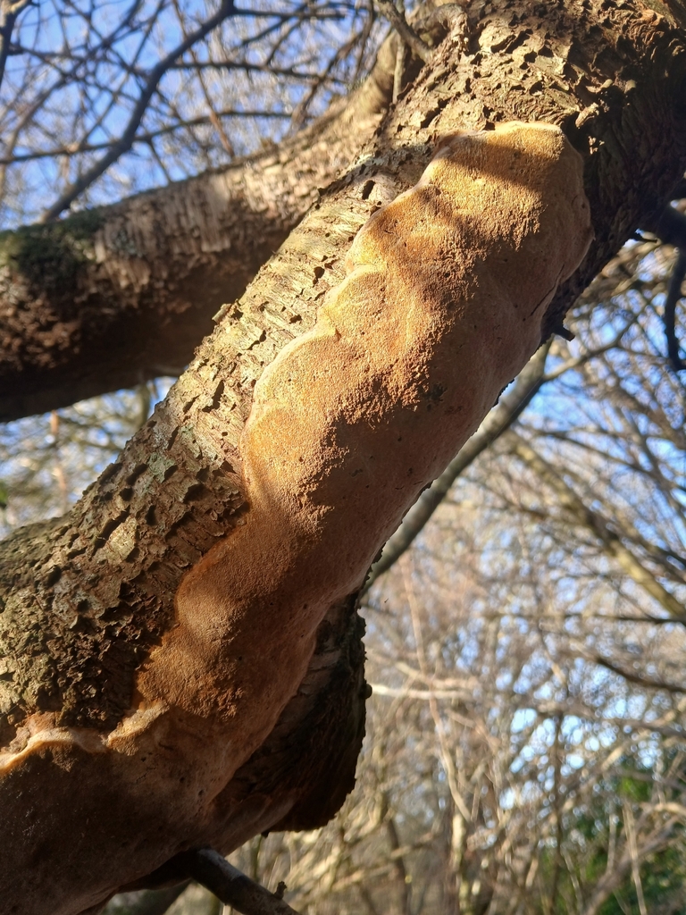 Phellinus pomaceus · December 2025 · photo: © elizabeth_morris (iNaturalist, cc0)