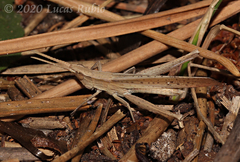 Allotruxalis gracilis