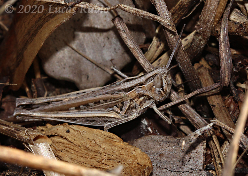 Scyllinula signatipennis