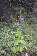 Aconitum nemorum