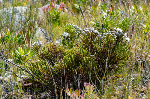 Brunia neglecta (Brunia neglecta)