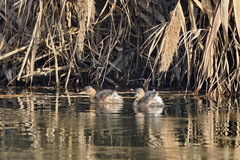 Tachybaptus ruficollis