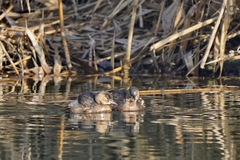 Tachybaptus ruficollis