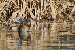 Tachybaptus ruficollis