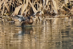Tachybaptus ruficollis