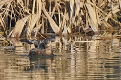 Tachybaptus ruficollis