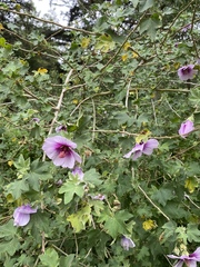 Malva subovata bicolor