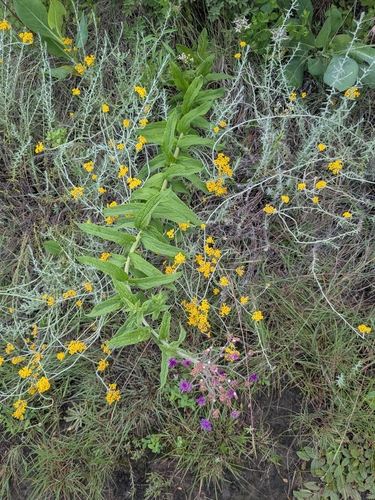 Hilliardiella hirsuta observed 2025-12-30