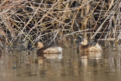 Tachybaptus ruficollis